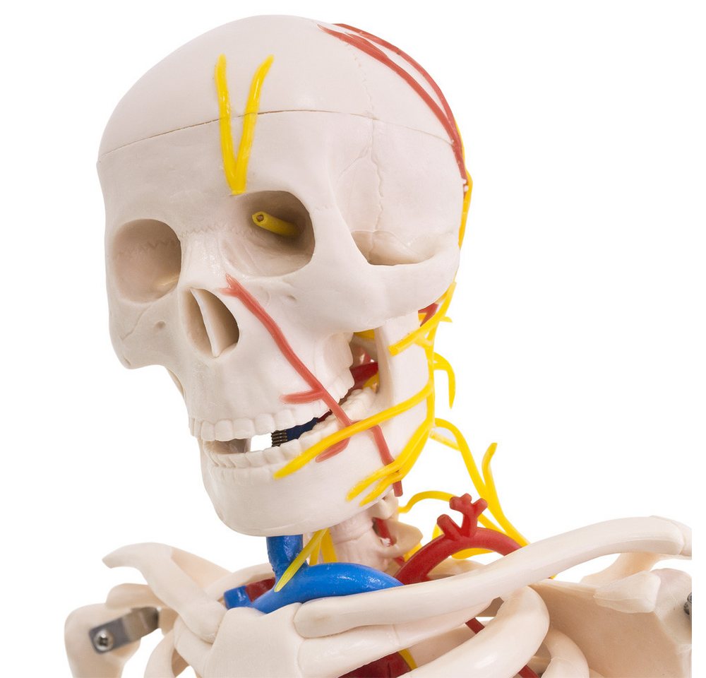 MedMod Dekoobjekt Anatomie Modell Skelett Nerven Arterien Menschliches Skelett 87 cm – Bild 4 von 5