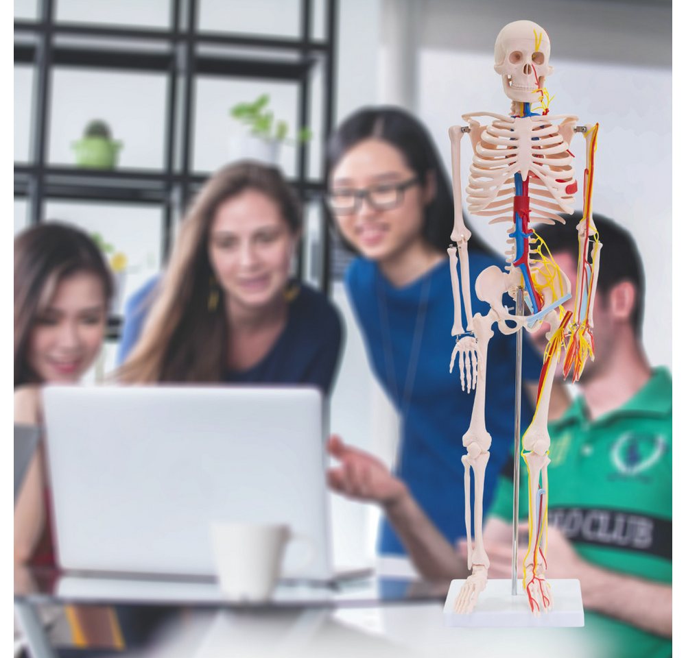 MedMod Dekoobjekt Anatomie Modell Skelett Nerven Arterien Menschliches Skelett 87 cm – Bild 5 von 5
