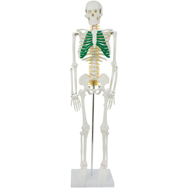 MedMod Dekoobjekt Anatomie Modell Skelett Spinalnerven Menschliches Skelett klein 87 cm