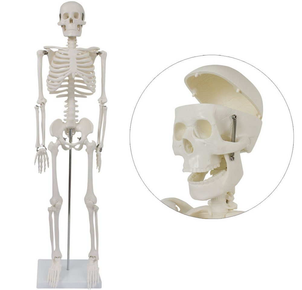 MedMod Dekoobjekt Anatomie Modell Skelett Verkleinert Anatomy Menschliches Skelett 87cm – Bild 3 von 5