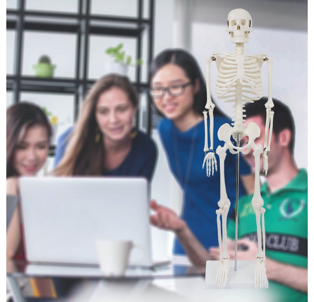 MedMod Dekoobjekt Anatomie Modell Skelett Verkleinert Anatomy Menschliches Skelett 87cm – Bild 4 von 5