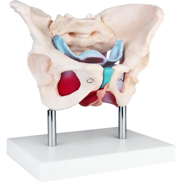 MedMod Dekoobjekt Anatomie Modell Weiblich Skelett Becken Beckenboden Beckenmodell