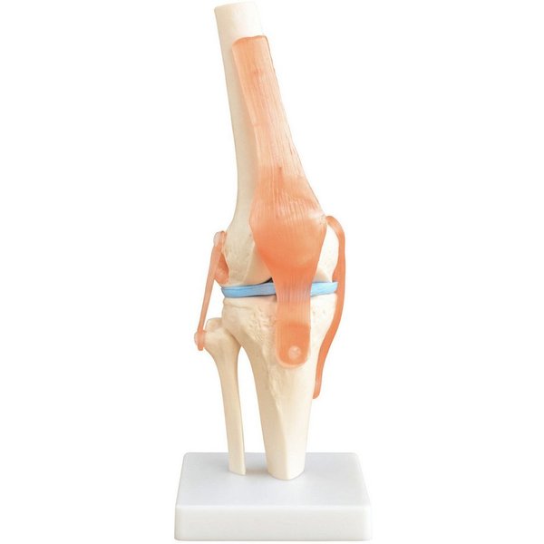 MedMod Dekoobjekt Anatomie Skelett Modell Kniegelenk Lehrmodell Lebensgroß Knie