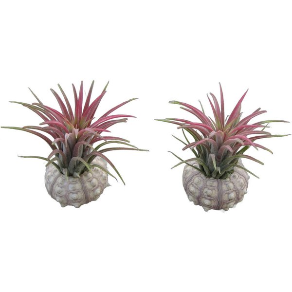 meinvipshop Dekoobjekt Bezaubernde Kombination aus Seeigelgehäuse und Tillandsia 2er Set rosa (Set, 2 St., 2er Set)