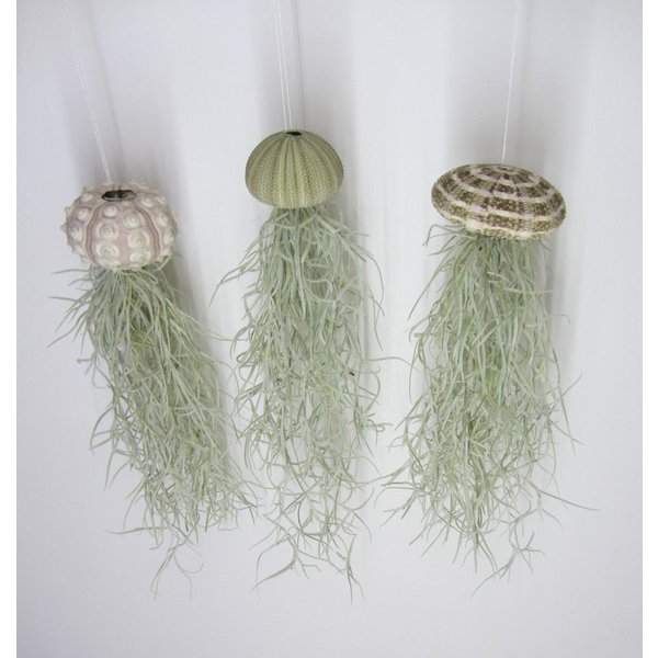 meinvipshop Hängedekoration 3er Set Seeigelgehäuse mit Tillandsia Spanisch Moos (3 St)