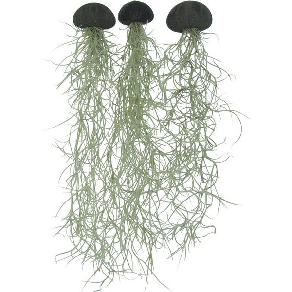 meinvipshop Hängedekoration 3er Set Seeigelgehäuse schwarz mit Tillandsia spanischem Moos (Set, 3 St., 3er Set)