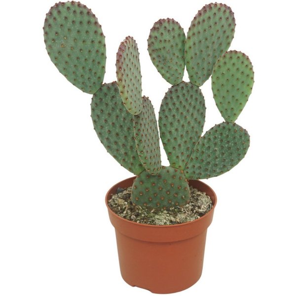 meinvipshop Kaktus Kaktus Opuntia microdasys 15cm