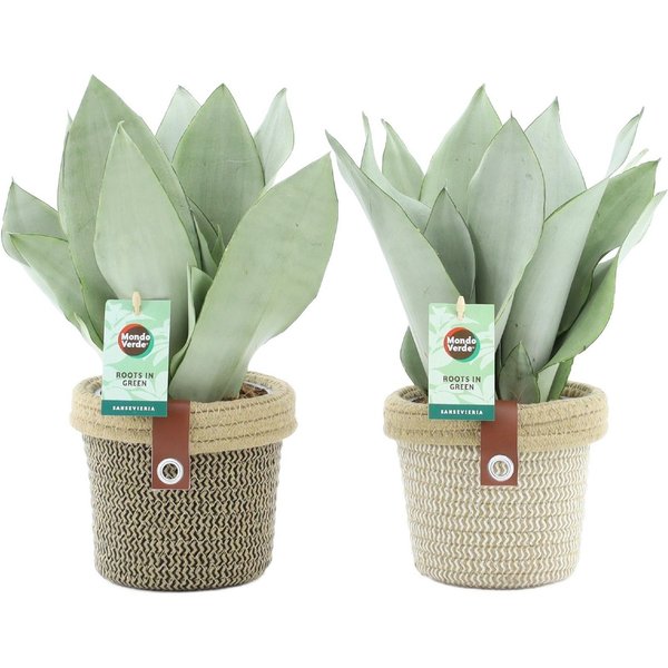 meinvipshop Zimmerpflanze 2er Sansevieria trifasciata Moonshine 35cm mit Übertopf