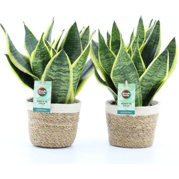 meinvipshop Zimmerpflanze Bogenhanf Sansevieria trifasciata 2er Set mit Übertopf