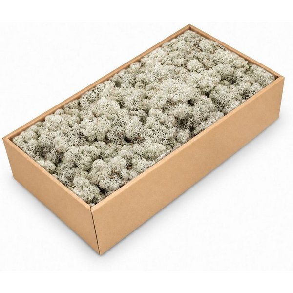 NaDeco Bastelnaturmaterial Islandmoos, Grau, 500 g Cladonia stellaris