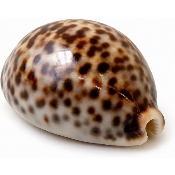 NaDeco Bastelnaturmaterial Tigerkauri Schneckenhaus, Natur, 5-7 cm Cypraea tigris