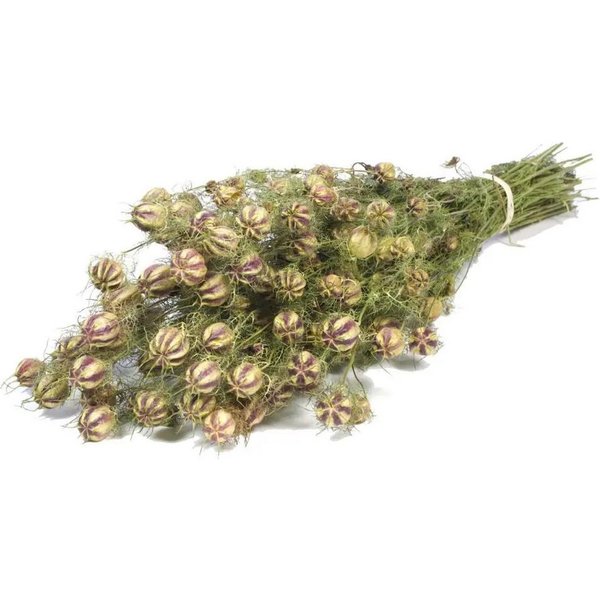 Trockenblume Nigella, getrocknet im Bund ca. 60cm Nigella damascena, NaDeco