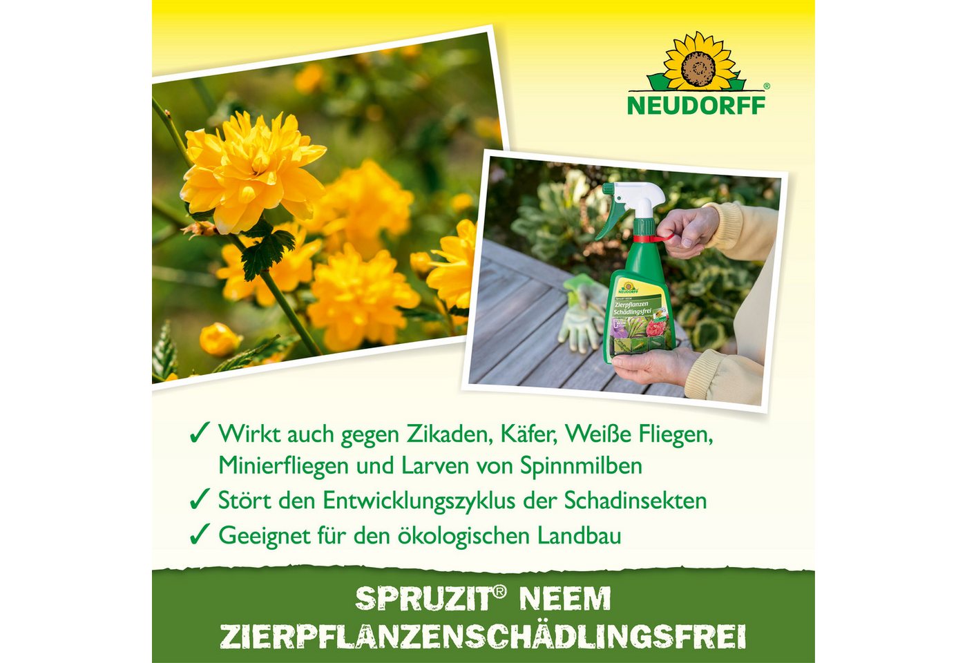 Neudorff Insektenspray Spruzit NEEM ZierpflanzenSchädlingsfrei 450 ml, 0.45 l, Für Zierpflanzen in Haus, Garten, Gewächshaus & Balkon, Anwendungsfertiges Spray  – Bild 4 von 5