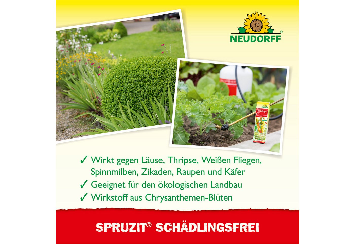 Neudorff Insektenspray Insektenspray Spruzit Schädlingsfrei 50 ml Konzentrat, 50 ml, Für Zierpflanzen, Obst & Gemüse in Haus und Garten, Konzentrat gegen zahlre – Bild 4 von 5