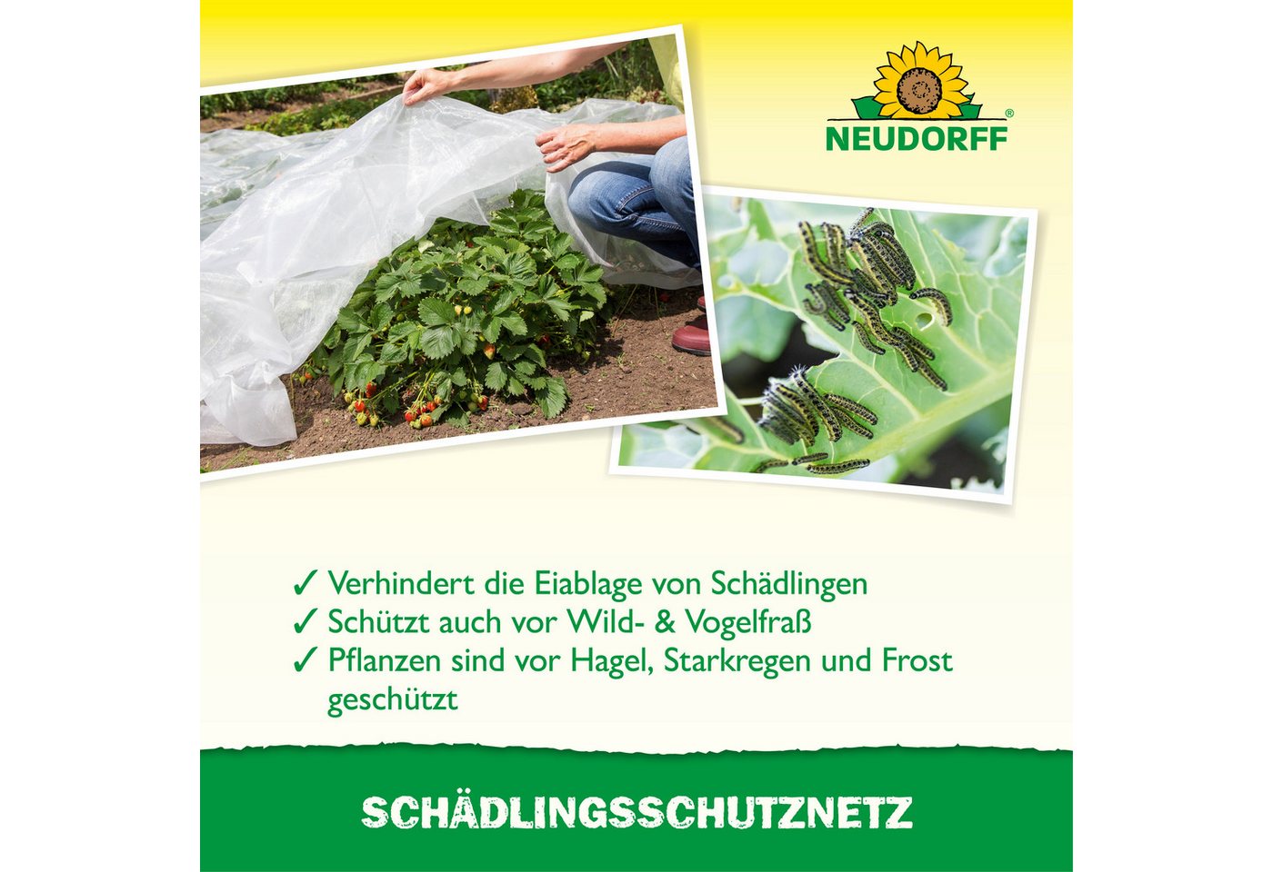 Neudorff Schutznetz SchädlingsschutzNetz 2,30m x 4,25m, (Schutznetz für Obst- und Gemüsekulturen, 1 SchädlingsschutzNetz 2,30 × 4,25 m, Maschenweite 0,8 × 0,8 m – Bild 4 von 5