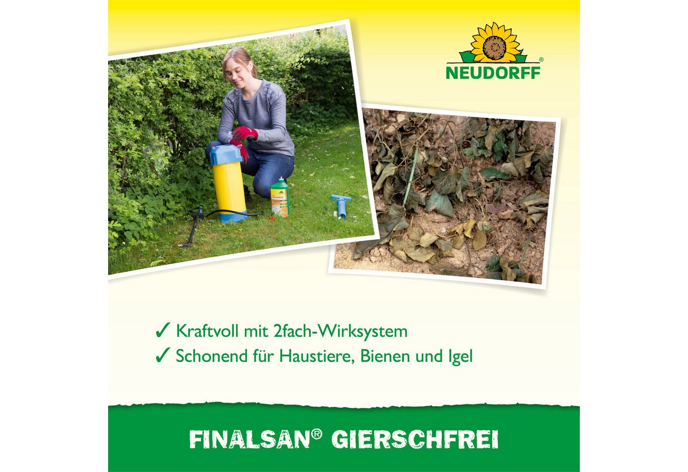 Neudorff Unkrautbekämpfungsmittel Finalsan AF GierschFrei, 1000 ml, 1 St., Konzentrat mit 2-fach-Wirksystem gegen Problemunkräuter, Schnell wirkend, gegen Giers – Bild 4 von 5
