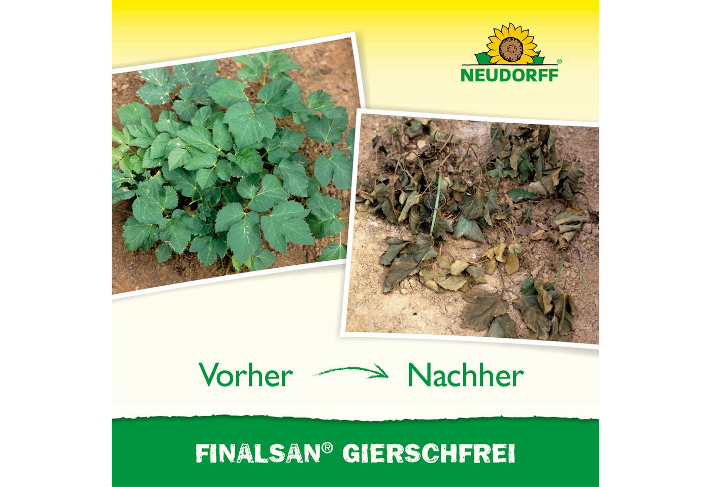 Neudorff Unkrautbekämpfungsmittel Finalsan AF GierschFrei, 1000 ml, 1 St., Konzentrat mit 2-fach-Wirksystem gegen Problemunkräuter, Schnell wirkend, gegen Giers – Bild 5 von 5