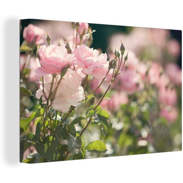 OneMillionCanvasses® Leinwandbild Rosen - Blumen - Rosa, Fotodruck (1 St), Leinwand Bilder Klein, Wand Dekoration Aesthetic 30x20 cm