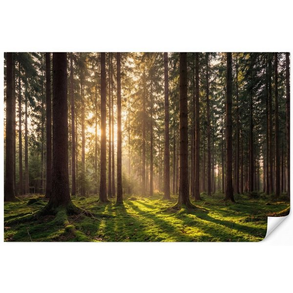 OnlyWow Fototapete Wald - Gras - Sonnenlicht, Matt, bedruckt, Wohnzimmer, Modern, Wanddekoration, Vliestapete 100x70cm