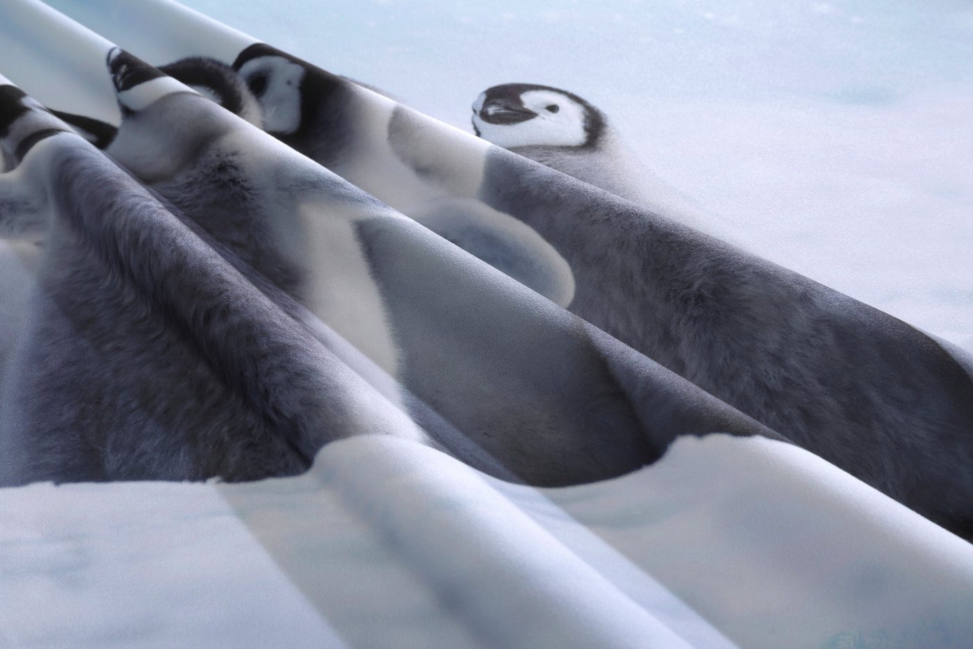 OTTO home Bettwäsche Lyki, Microfaser, 2 teilig, ab Größe 135x200 cm, 100% Polyester, Katze, Pferd, Löwe, Pinguin – Bild 5 von 5