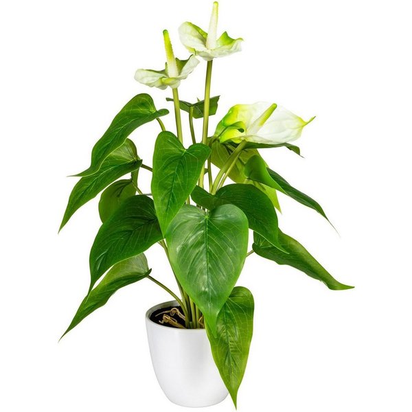 Kunstpflanze Haune Anthurie, OTTO home, Höhe 40 cm, im Topf
