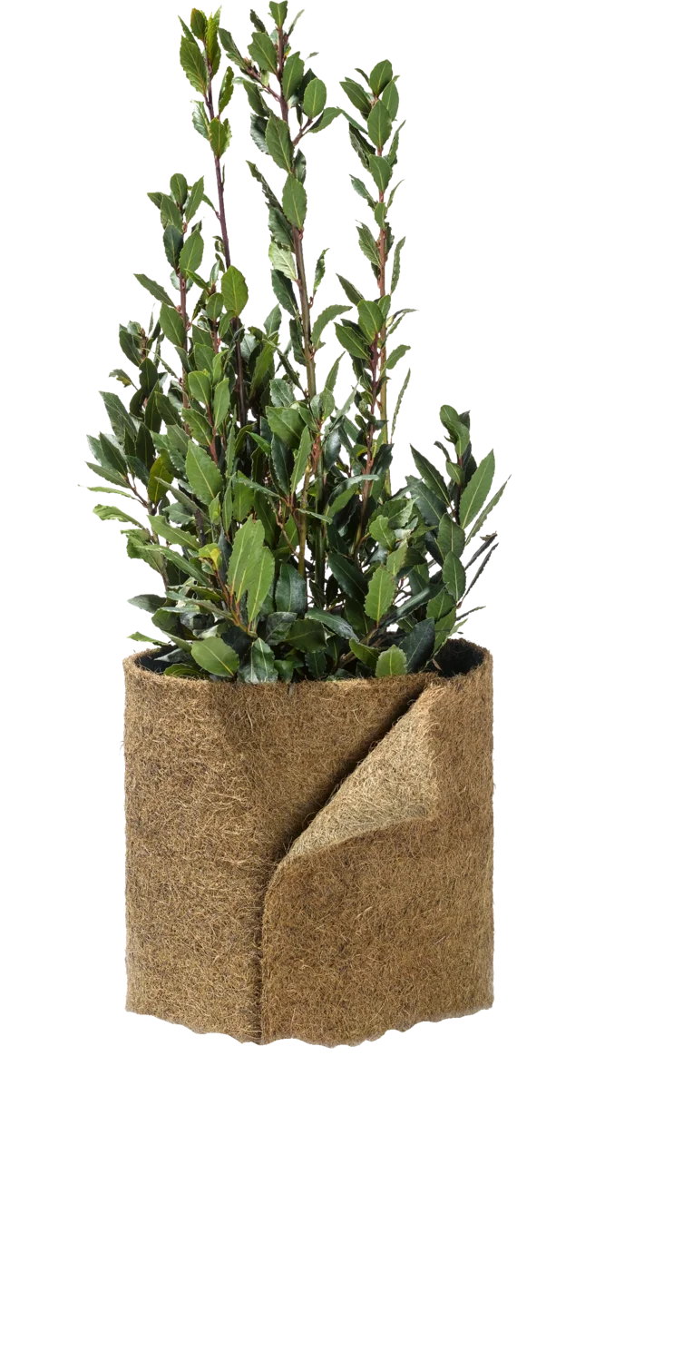 PARKSIDE® Pflanzenschutz-Kokosmatte 3,75 m / Jutegewebe 12,5 m / Jutefilz 3,75 m (Kokosmatte natur) – Bild 3 von 4