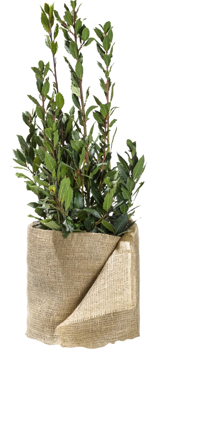 PARKSIDE® Pflanzenschutz-Kokosmatte 3,75 m / Jutegewebe 12,5 m / Jutefilz 3,75 m (Jutegewebe natur) – Bild 3 von 4