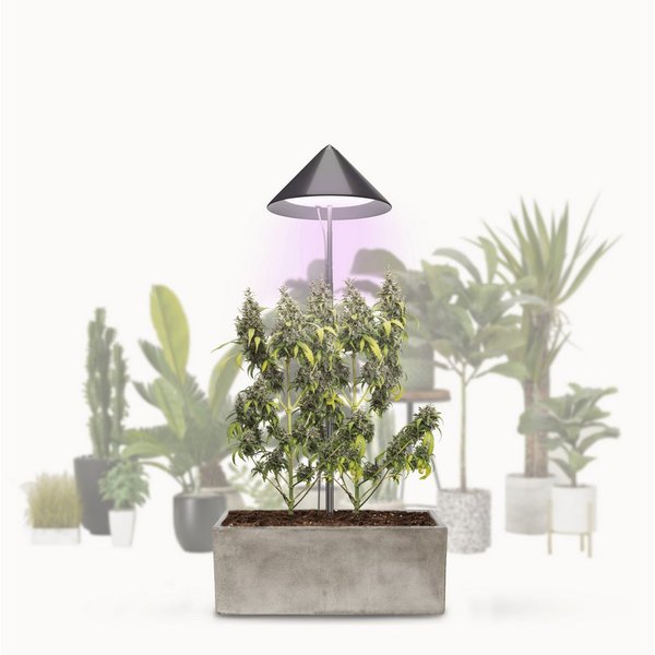 PARUS Pflanzenlampe CANNA, Leuchtmittel für Pflanzen, Teleskopstab 1,7m, Parus by Venso SUNLiTE XL LED Vollspektrum Pflanzenlampe Grau 25W Indo