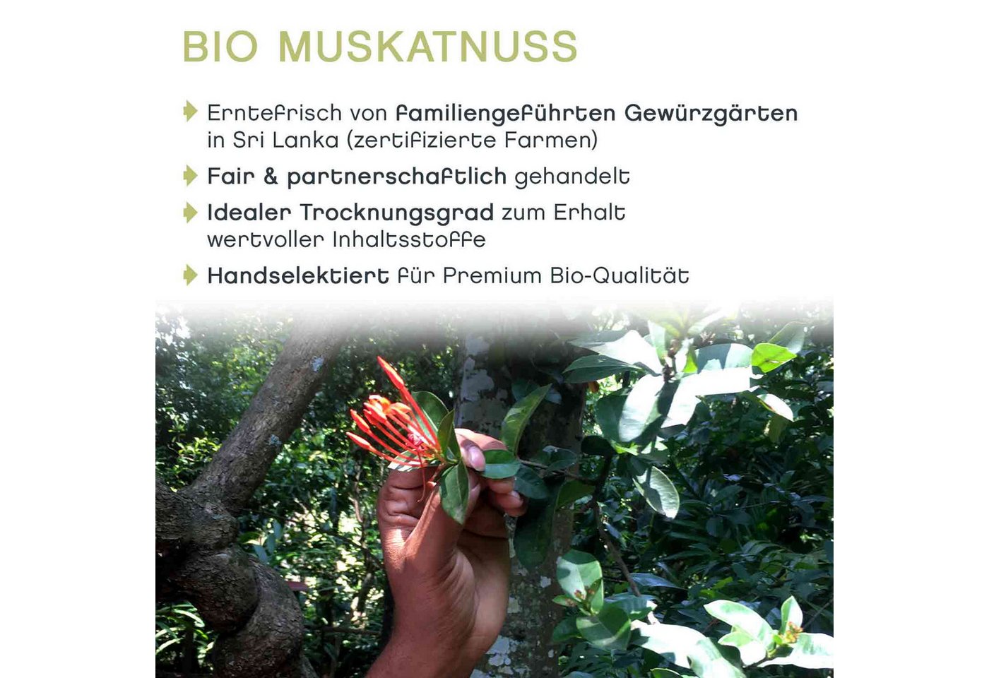 Pfefferdieb Gewürz Muskatnuss ganz, BIO, 10 Stück – Bild 4 von 5