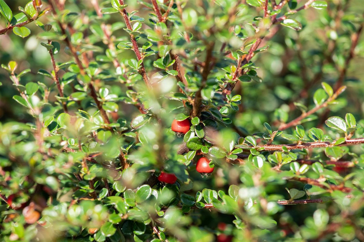 Pflanzen für Dich Bodendecker Cotoneaster micro. 'Cochleatus', 1 St., Kriechmispel, Fächerzwergmispel, immergrün, bodendecker – Bild 2 von 5