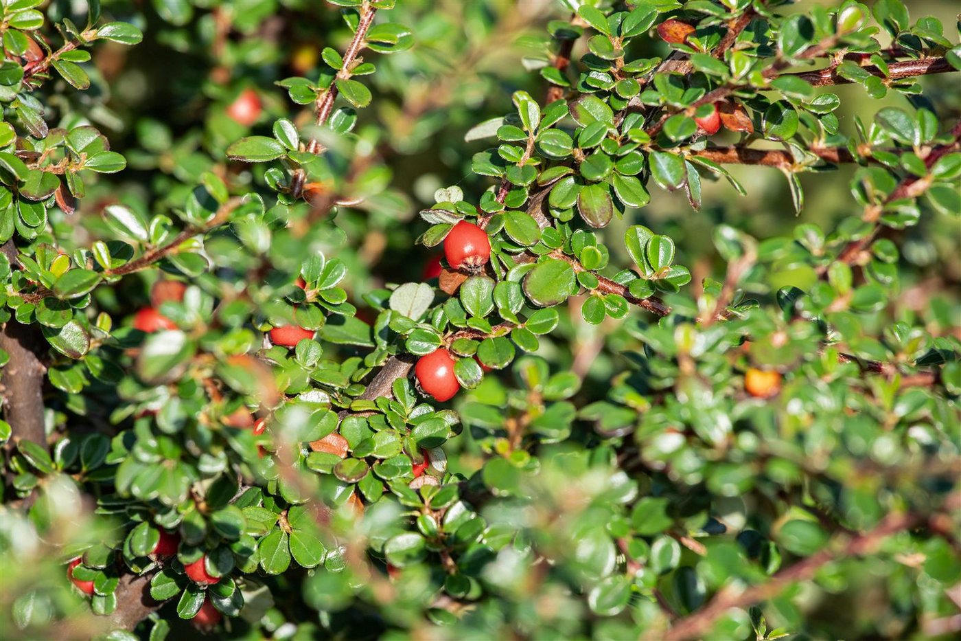 Pflanzen für Dich Bodendecker Cotoneaster micro. 'Cochleatus', 1 St., Kriechmispel, Fächerzwergmispel, immergrün, bodendecker – Bild 3 von 5