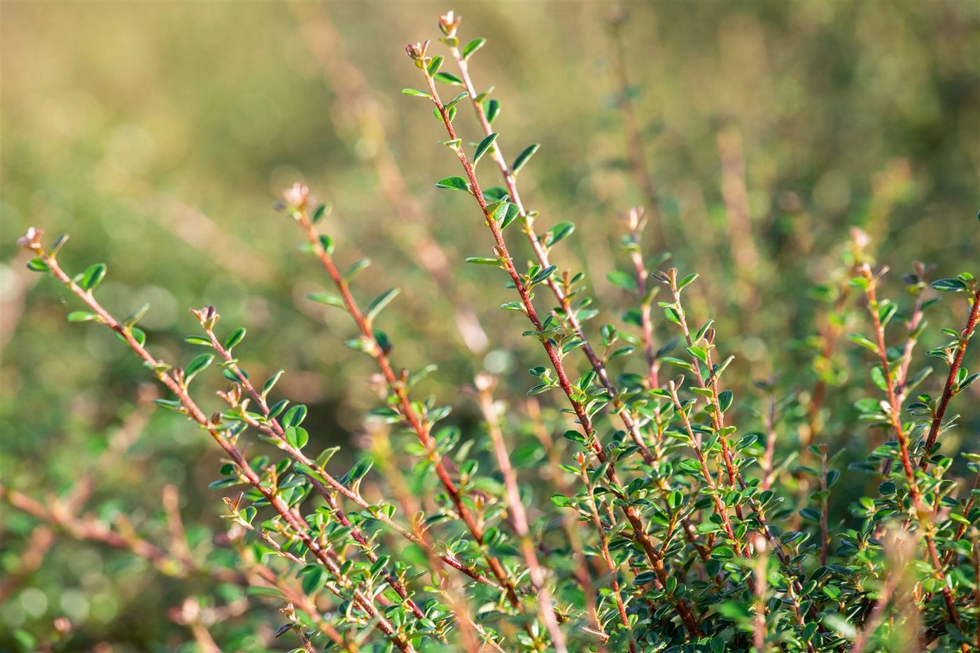 Pflanzen für Dich Bodendecker Cotoneaster micro. 'Cochleatus', 1 St., Kriechmispel, Fächerzwergmispel, immergrün, bodendecker – Bild 4 von 5