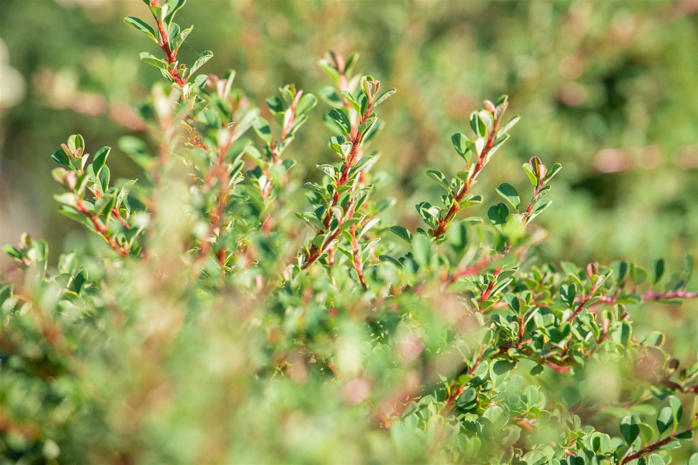 Pflanzen für Dich Bodendecker Cotoneaster micro. 'Cochleatus', 1 St., Kriechmispel, Fächerzwergmispel, immergrün, bodendecker – Bild 5 von 5