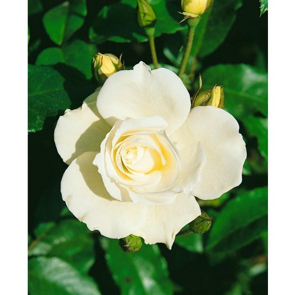 Pflanzen für Dich Rose Rosa 'Schneewittchen'