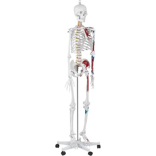 Physa Dekoobjekt Skelett Modell Menschliches Skelett Anatomisches Modell Skelett