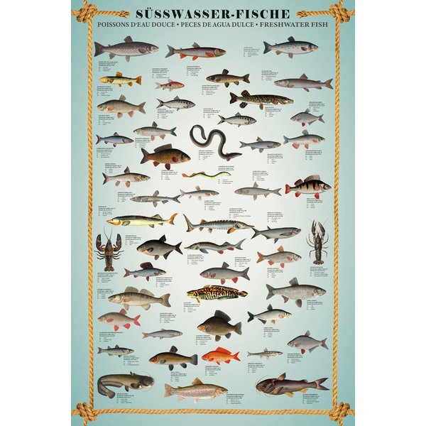 Poster Educational - Bildung - Poster - Süsswasserfische