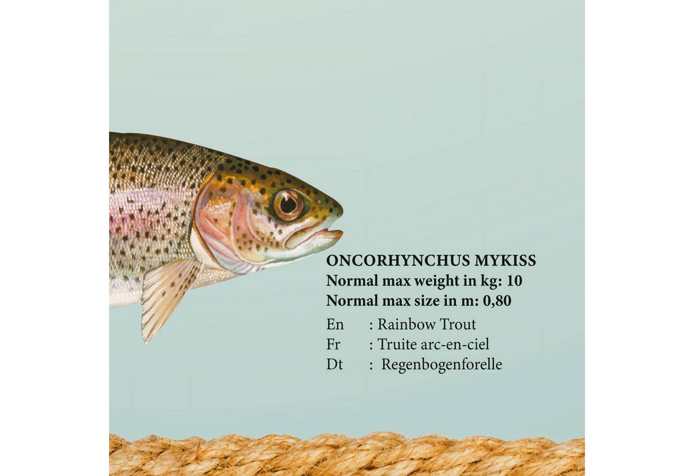 Poster Educational - Bildung - Poster - Süsswasserfische – Bild 4 von 5