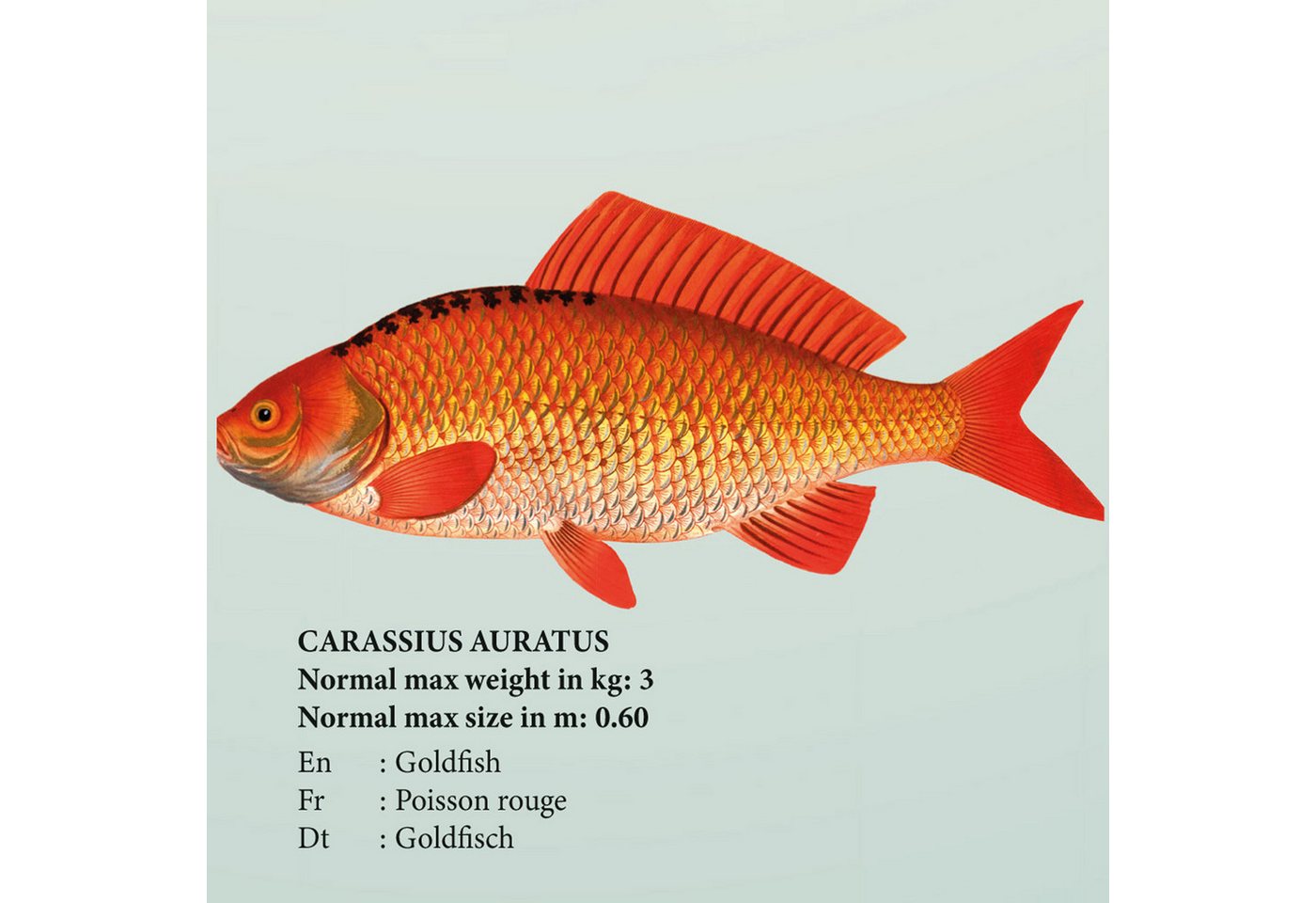 Poster Educational - Bildung - Poster - Süsswasserfische – Bild 5 von 5
