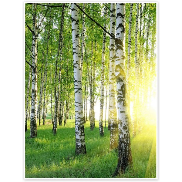 Posterlounge Wandbild Birken im Sommerwald, Editors Choice, erhältlich als Poster, Leinwandbild, Wandsticker oder Acrylglasbild