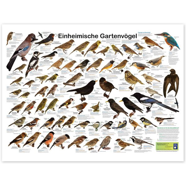 Posterlounge Wandbild Einheimische Gartenvögel, Planet Poster Editions, erhältlich als Poster, Leinwandbild, Wandsticker oder Acrylglasbild