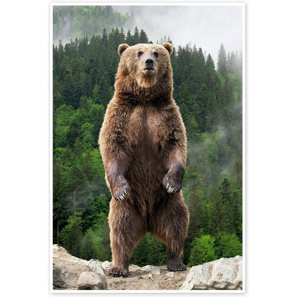 Posterlounge Wandbild Großer Braunbär, Animal Portrait Photography, erhältlich als Poster, Leinwandbild, Wandsticker oder Acrylglasbild
