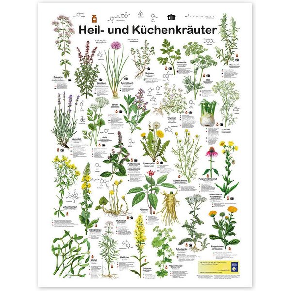 Posterlounge Wandbild Heil- und Küchenkräuter, Planet Poster Editions, erhältlich als Poster, Leinwandbild, Wandsticker oder Acrylglasbild