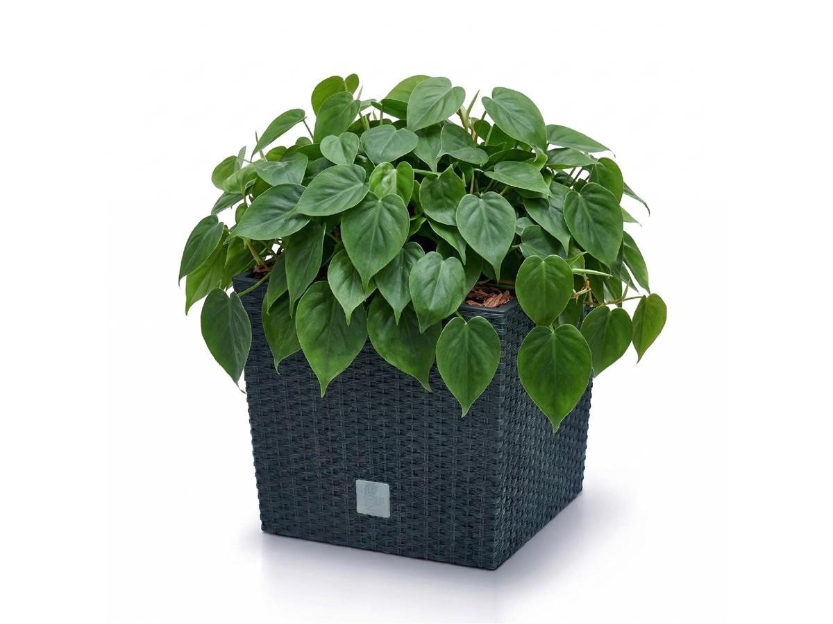 Prosperplast Blumentopf Rato Low (40,8 cm, inkl. Einsatz), ideal für den Innen- und Außenbereich – Bild 4 von 4