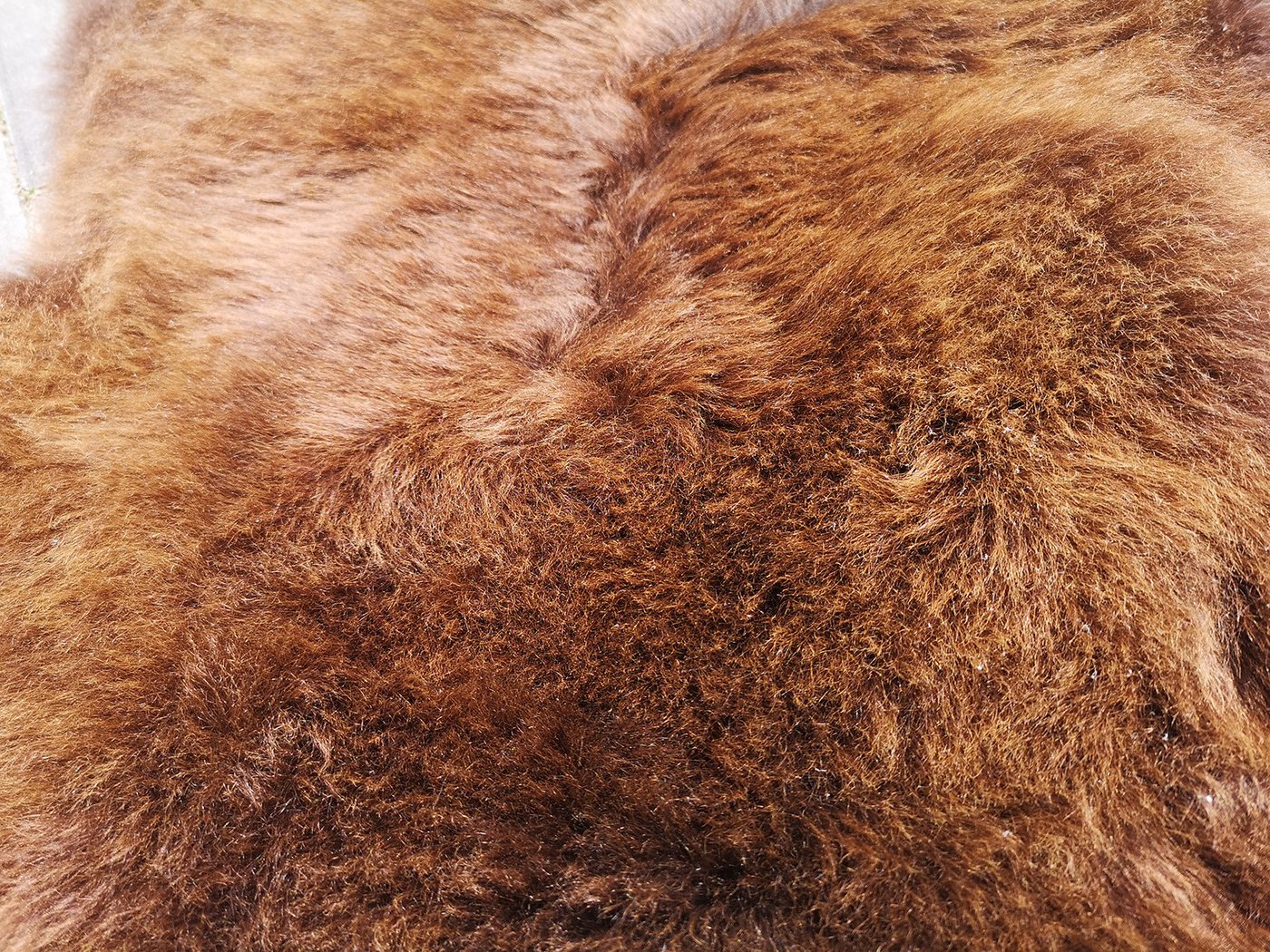 Provellus Teppich Echtes Lammfell Schaffell – weich & flauschig, Naturfell Teppich, 100-120 cm – Bild 4 von 5