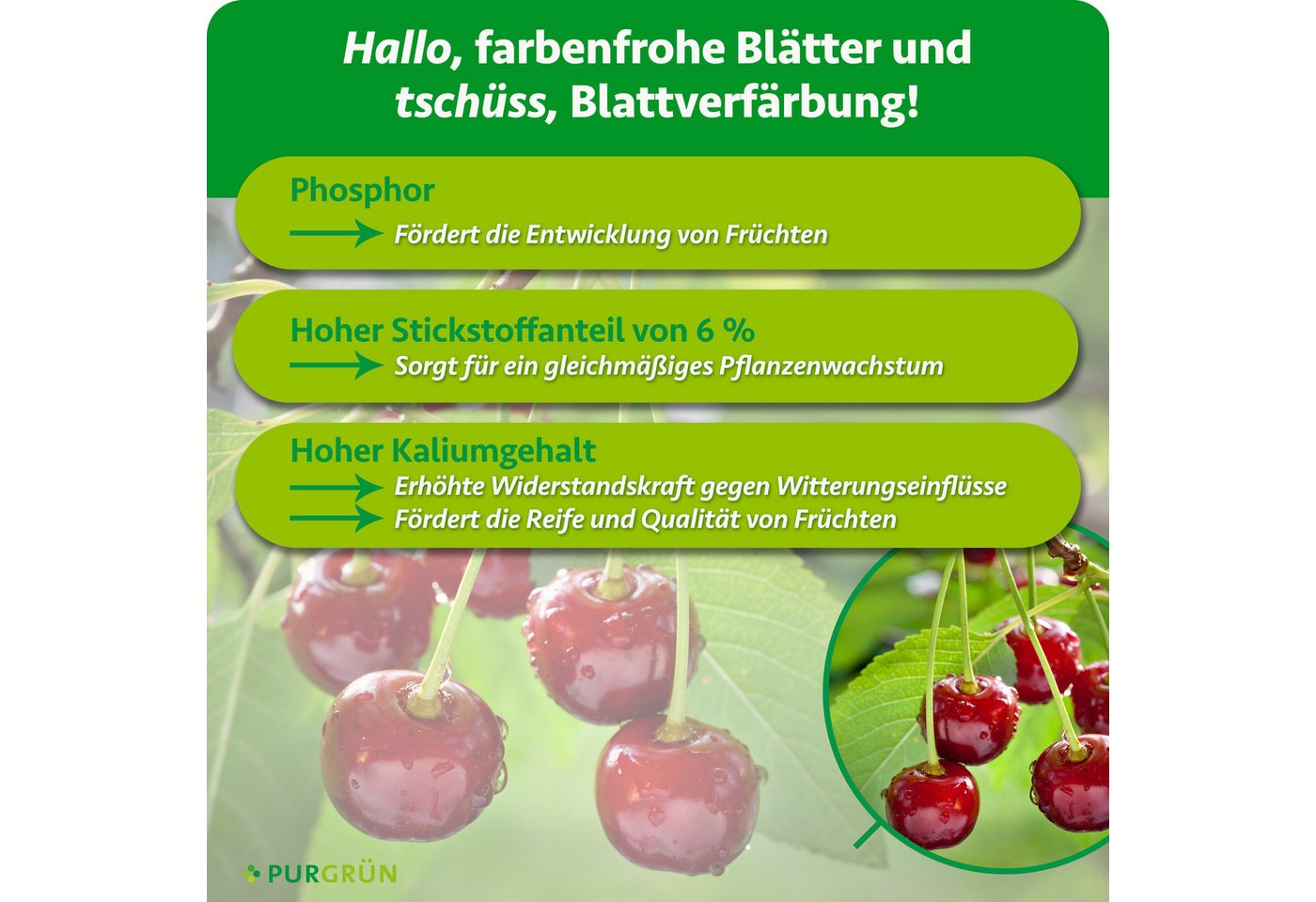 Purgrün Gartendünger Bio Kirschbaum Dünger, NPK 6+4+5, Magnesium, 1 kg, Granulat, 1-St., 1 kg – Bild 3 von 5