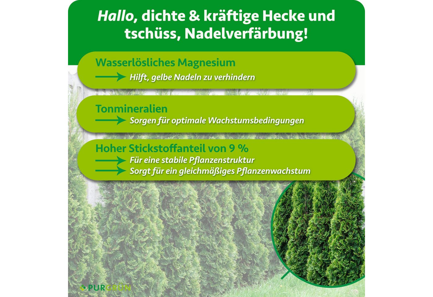 Purgrün Gartendünger Thuja Dünger, NPK 9+4+8, für sattgrüne, dichte Hecken, 1 kg, Granulat, 1-St., 1 kg – Bild 3 von 5