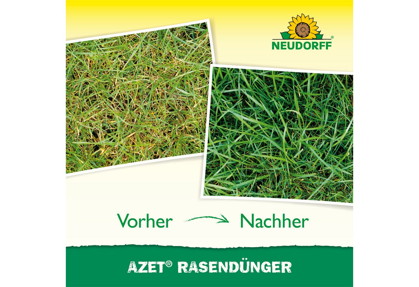Neudorff Rasendünger Neudorff Azet RasenDünger, Organischer NPK-Rasendünger mit Eisen, Mit Mikroorganismen & Mykorrhiza für bessere Nährstoffaufnahme, Mit Mikro – Bild 2 von 3