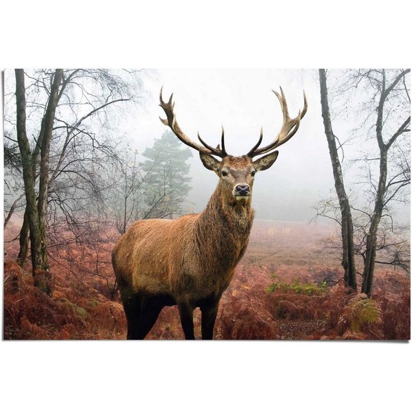 Reinders! Poster Hirsch im Wald, (1 St)