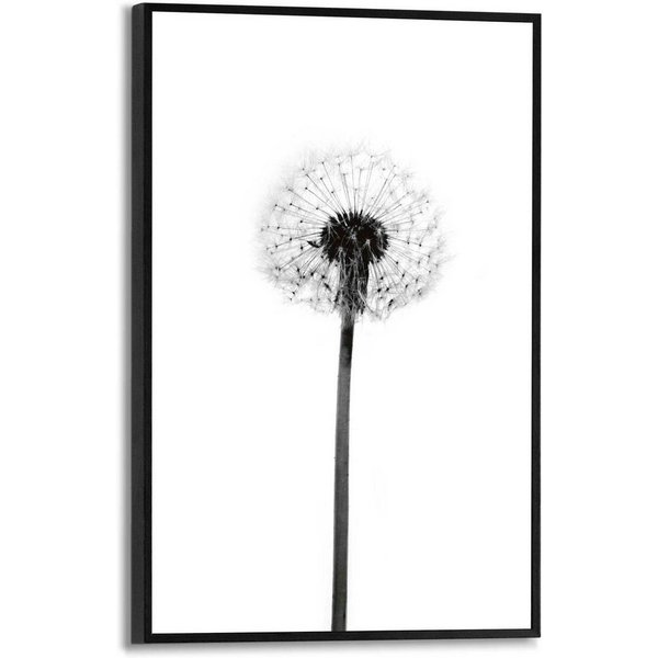Reinders! Poster Pusteblume
