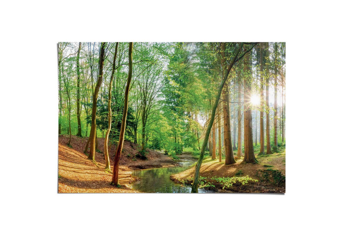 Reinders! Poster Wald in der Sonne – Bild 2 von 2